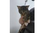 Adopt Chip a Domestic Short Hair