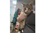 Adopt Dip a Domestic Short Hair