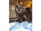 Adopt Frijoles (Beans) a Domestic Medium Hair