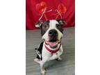 Adopt Roberto a Pit Bull Terrier
