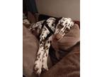 Adopt Maverick a Dalmatian