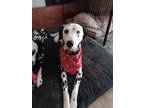 Adopt Sullivan a Dalmatian