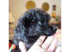 Poodle (Toy) Puppy for sale in Wilmington, OH, USA
