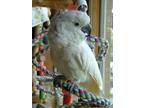 Adopt Angel 2 a Cockatoo