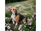 REX Beagle Adult Male