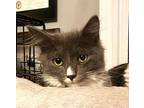 KITTEN MORITZ Domestic Longhair Kitten Male