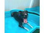 Adopt Patches a Black - with White Labrador Retriever / Pit Bull Terrier dog in