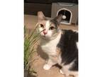 Adopt Precious a Domestic Shorthair / Mixed cat in Kalamazoo, MI (31803987)