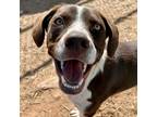Adopt Maddy a Brown/Chocolate Mixed Breed (Medium) / Mixed dog in Moab