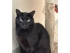 Adopt Ron a All Black Domestic Shorthair / Domestic Shorthair / Mixed cat in Key