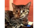 Adopt Patitas - Polydactyl a Domestic Shorthair / Mixed (short coat) cat in