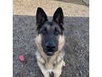 Adopt Chancho a Tan/Yellow/Fawn - with Black German Shepherd Dog / Mixed dog in