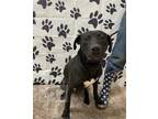 Adopt LOUIE a Black Labrador Retriever / Mixed dog in Chicago Ridge