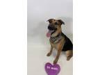 Adopt IVY a Black - with Tan, Yellow or Fawn German Shepherd Dog / Mixed dog in