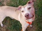 Adopt BENDER a Tan/Yellow/Fawn - with White American Pit Bull Terrier / Mixed