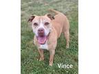 Adopt Vince a American Pit Bull Terrier / Mixed dog in Defiance, OH (37841032)