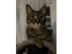 Adopt NOAH-adopt with Solomon a Brown Tabby Domestic Shorthair / Mixed (short