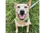 Adopt Frank a Australian Cattle Dog / Mixed dog in Kansas City, MO (37734917)