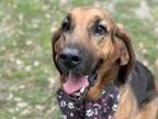 Adopt Louise a Tan/Yellow/Fawn Mixed Breed (Large) / Mixed dog in Georgetown