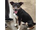 Adopt Ollie a Tricolor (Tan/Brown & Black & White) Australian Cattle Dog /