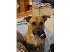 Adopt Birdie a Red/Golden/Orange/Chestnut - with Black Black Mouth Cur dog in