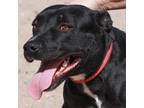 Adopt Sage a Black Mixed Breed (Medium) / Mixed dog in Las Cruces, NM (37734189)