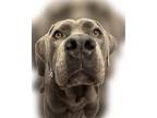 Adopt Smazy a Gray/Blue/Silver/Salt & Pepper Mastiff / Cane Corso / Mixed dog in