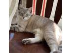 Adopt Felix a Tiger Striped Siamese / Mixed cat in Los Angeles, CA (37759636)