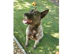 Adopt Grace a Gray/Blue/Silver/Salt & Pepper German Shepherd Dog / Mixed Breed