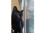 Adopt Ralph a All Black American Shorthair / Mixed cat in Atlanta, GA (37696769)