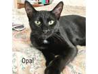 Adopt Opal a All Black Domestic Shorthair / Mixed cat in Flower Mound