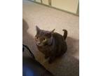 Adopt Iggy a Gray or Blue Chartreux / Mixed (medium coat) cat in Cibolo