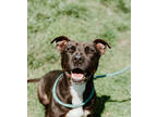Adopt Pacey a Black Mixed Breed (Medium) / Mixed dog in Jeffersonville
