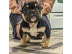 French Bulldog Puppy for sale in Hickory, NC, USA