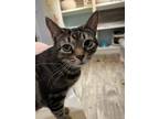 Adopt Dove a Gray, Blue or Silver Tabby Domestic Shorthair (short coat) cat in
