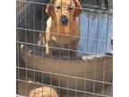 Labrador Retriever Puppy for sale in Faber, VA, USA
