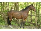 Adopt Danny a Bay Standardbred horse in Sharon Center, OH (35153467)