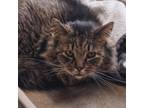 Adopt Kayce a Brown or Chocolate Domestic Longhair / Mixed cat in East