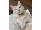 Adopt Surf a Orange or Red Tabby Domestic Shorthair (short coat) cat in Virginia
