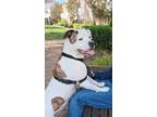 Adopt Diamond a White American Pit Bull Terrier / Mixed dog in Williamsburg