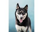 Adopt Blue a Black Husky / Mixed dog in Justin, TX (37700965)