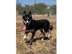 Adopt Blue a Black Husky / Mixed dog in Justin, TX (37700965)