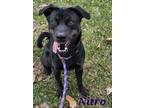 Adopt Nitro a Black Labrador Retriever / Husky / Mixed dog in Independence