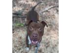 Adopt Sia a Brown/Chocolate American Pit Bull Terrier / Mixed dog in