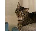 Adopt Lily a Gray or Blue Domestic Mediumhair / Mixed cat in SANTA ROSA BEACH