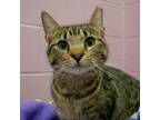Adopt Milo a Domestic Shorthair / Mixed (short coat) cat in South Bend