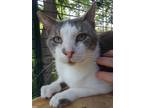 Adopt Stratus a Gray or Blue (Mostly) Domestic Shorthair (short coat) cat in