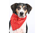 Adopt Bubba a Black Beagle / Mixed dog in Tinley Park, IL (36607652)