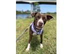 Adopt Violet a Brown/Chocolate Mixed Breed (Large) / Mixed dog in North Myrtle