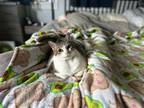 Adopt Yuki a Brown Tabby Domestic Shorthair (short coat) cat in Houston